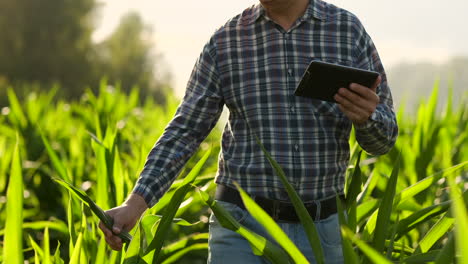 Primer-Plano-Del-Destello-De-La-Lente:-Las-Manos-De-Un-Granjero-Sosteniendo-Una-Tableta-Y-Tocan-E-Inspeccionan-Las-Hojas-De-Los-Brotes-Del-Futuro-Cultivo,-Enviando-Agrónomos-A-Estudiar-El-Gen-De-Los-Productos-Modificados.-Preparación-De-Productos-Para-Crecer-En-Marte.